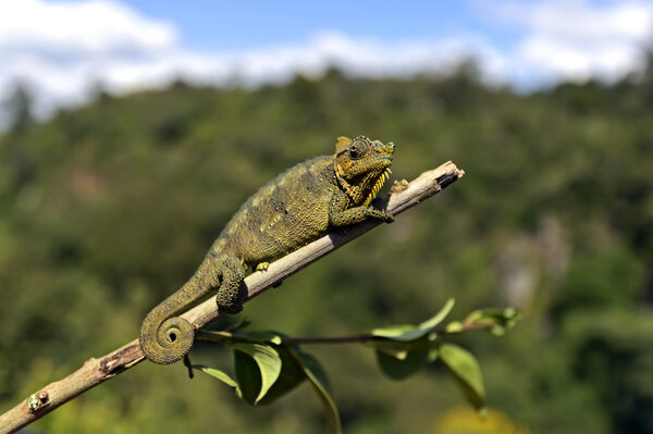 African Chameleon