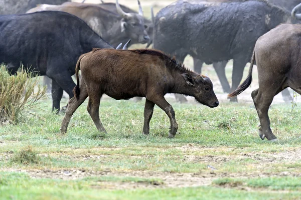 Bufalo — Foto Stock