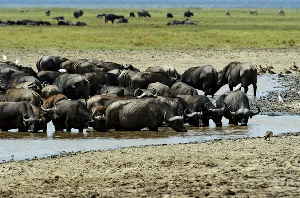 Buffalo — Stock Photo, Image