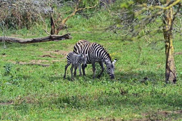 Zebra — Stock Photo, Image