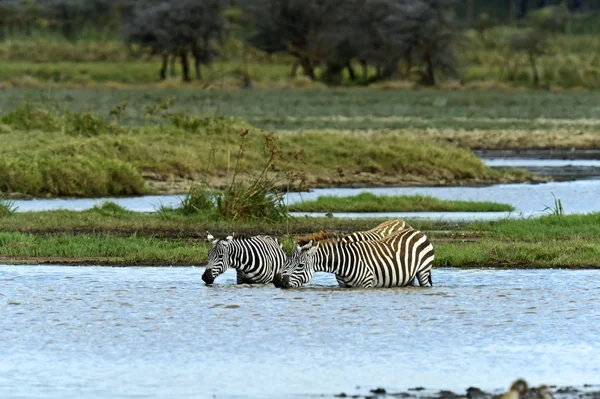 Zebra — Stock Photo, Image