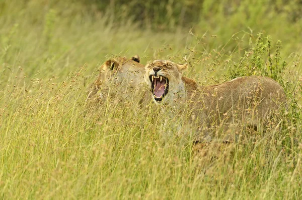 Lwy Masai Mara — Zdjęcie stockowe