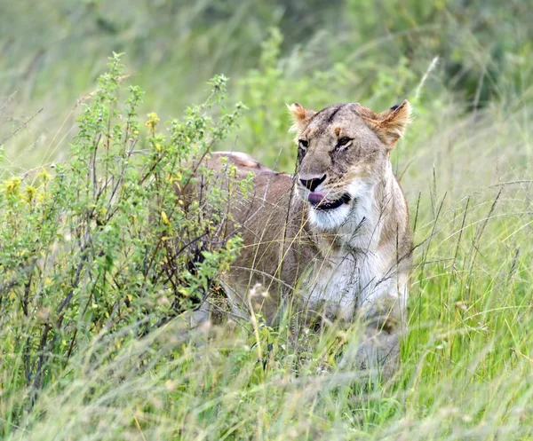 Löwen-Masai-Mara — Stockfoto