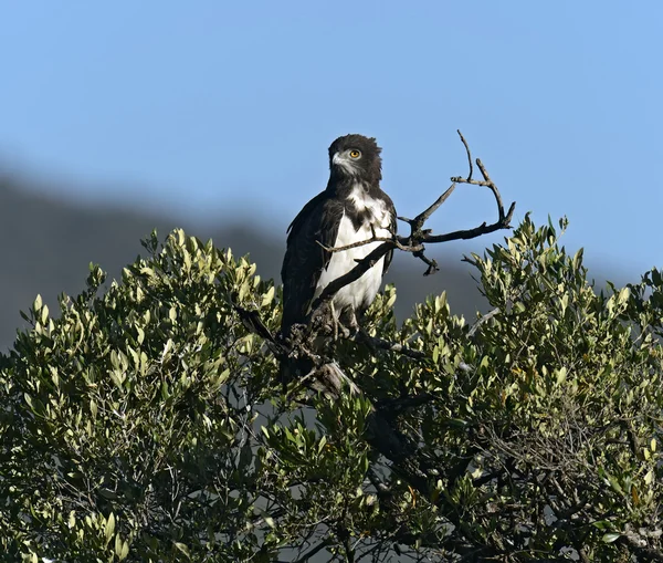 Aquila — Foto Stock