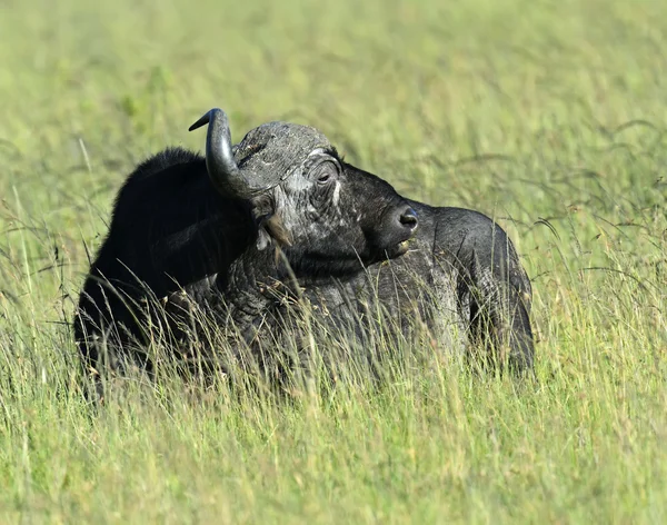 Buffaloes — Stock Photo, Image