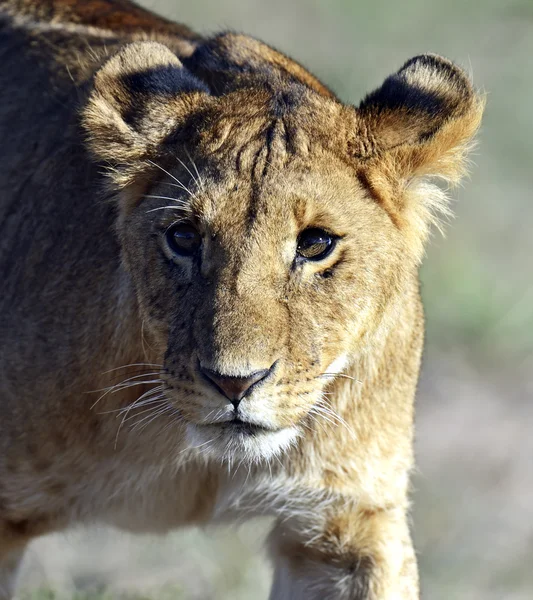 Aslanlar Masai Mara — Stok fotoğraf