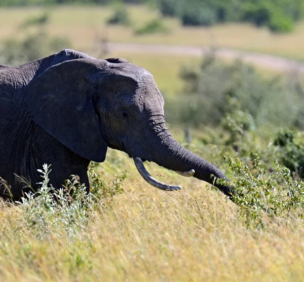 Elefanti africani — Foto Stock