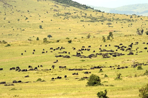 Búfalos — Foto de Stock