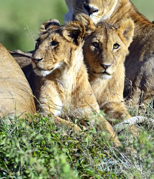 Leões masai mara — Fotografia de Stock