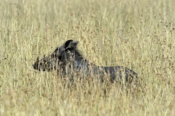 Warthog africano —  Fotos de Stock
