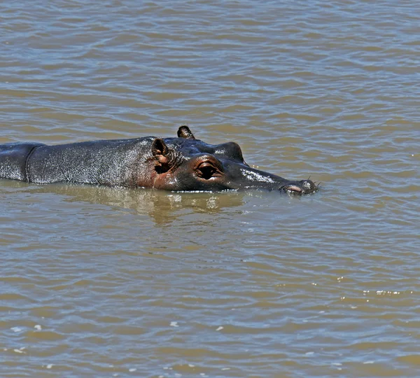 Afryki hipopotam — Zdjęcie stockowe