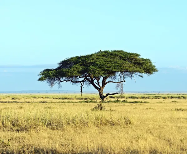 Amboseli National Park — Stock Photo, Image