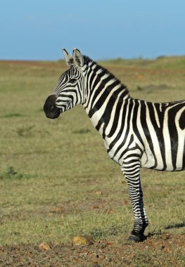 Zebra