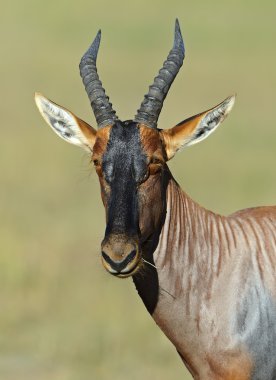 topi antilop
