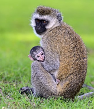 vervet maymunu