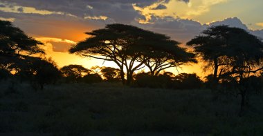 Afrika peyzaj 