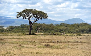 Amboseli Ulusal Parkı