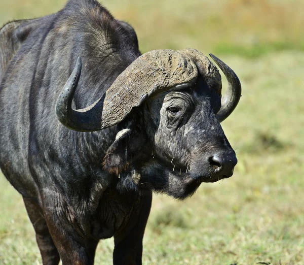 Buffels — Stockfoto