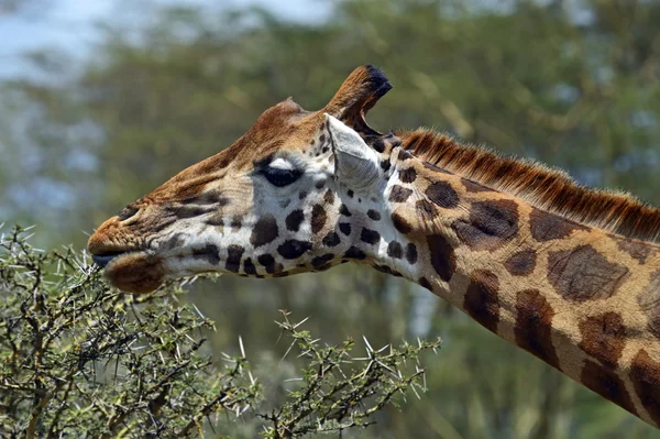 Giraffa — Foto Stock