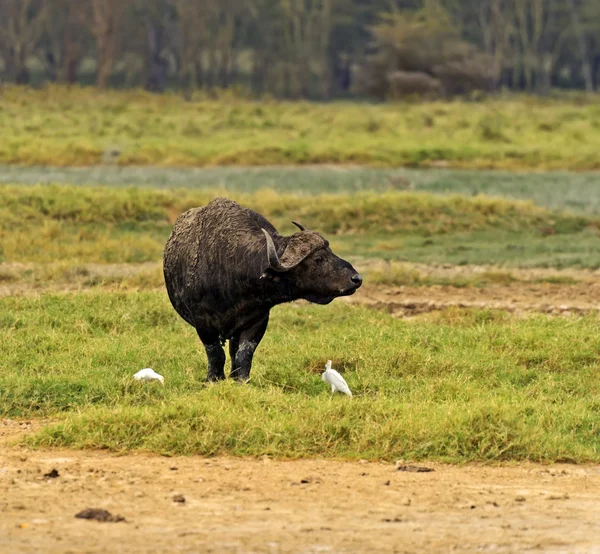 Bufalo — Foto Stock