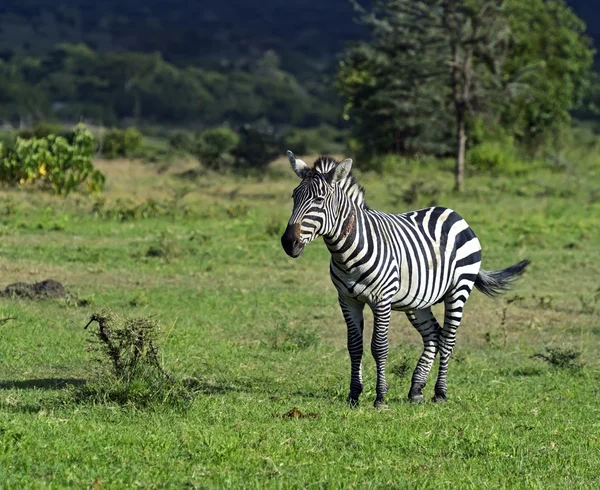 Afrikanska zebror — Stockfoto