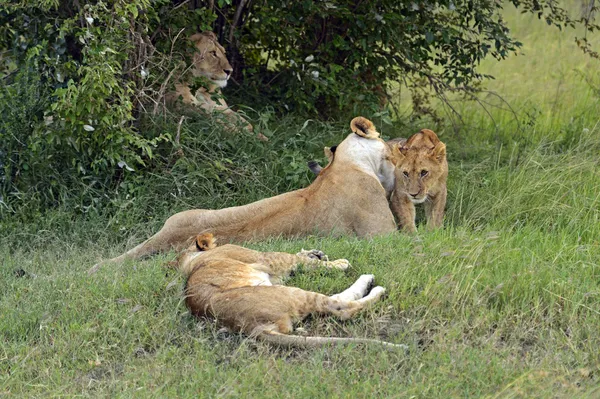 Lions Masai Mara — Stockfoto