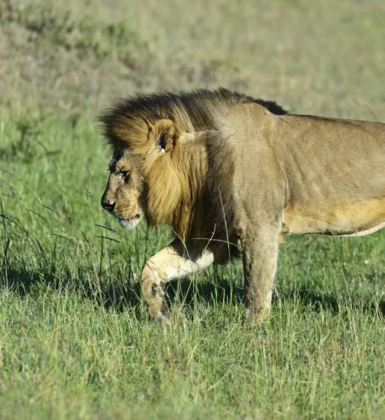 Lvi Masai Mara — Stock fotografie