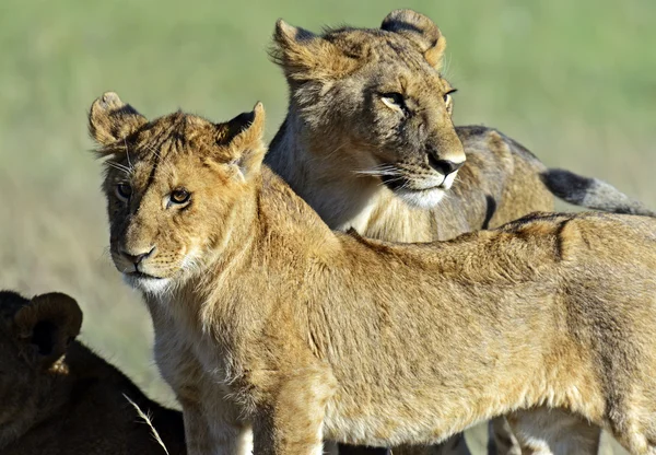 Lions Masai Mara — Fotografie, imagine de stoc