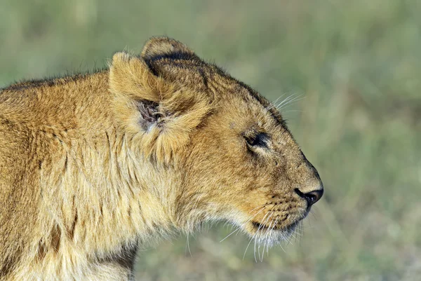 Lions Masai Mara — Stockfoto