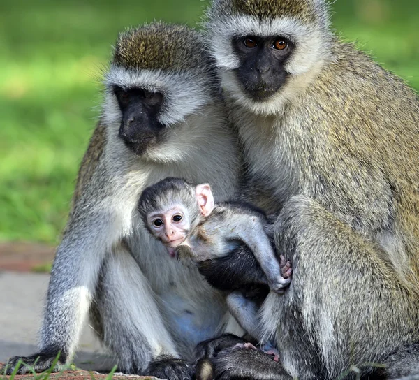 Macaco-de-vagem — Fotografia de Stock