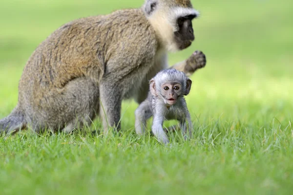 Vervet monkey — Stock Photo, Image