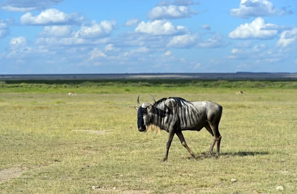 Gnuer — Stockfoto