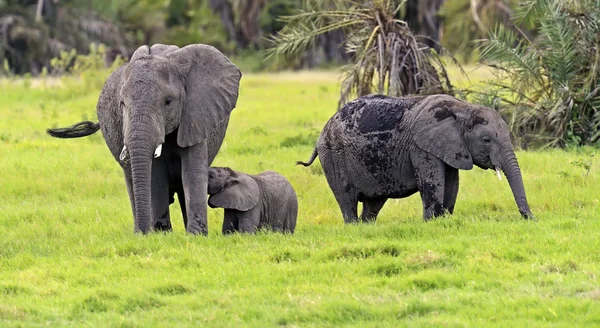 African elephants — Stock Photo, Image