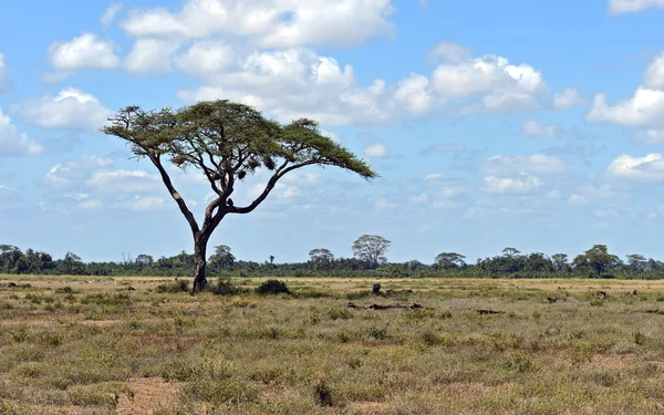 Parque Nacional Amboseli — Foto de Stock