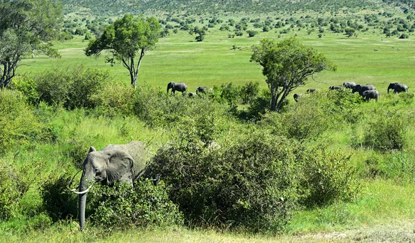 Afrikanische Elefanten — Stockfoto