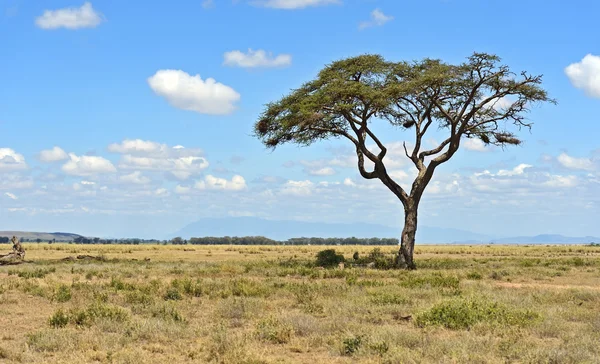 Parque Nacional Amboseli — Foto de Stock