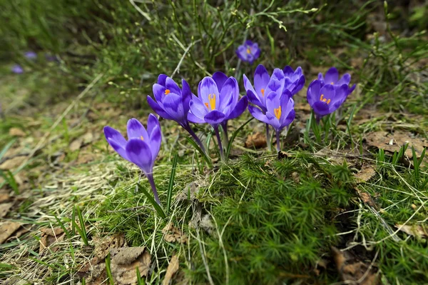 Berget — Stockfoto