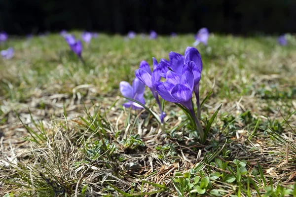 Crocus — Stockfoto