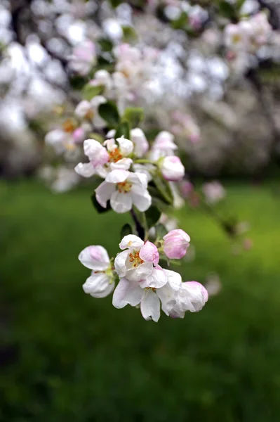 Apple blossoms — Stock Photo, Image