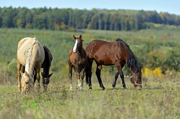 Horses — Stock Photo, Image