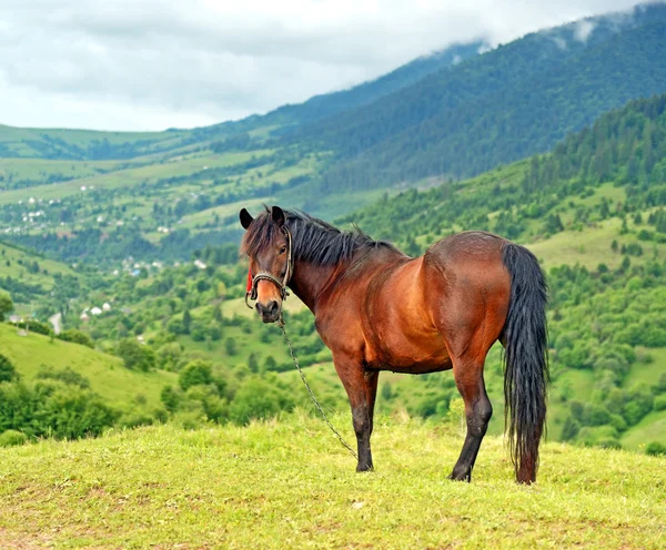 Koně na pozadí hory — Stock fotografie