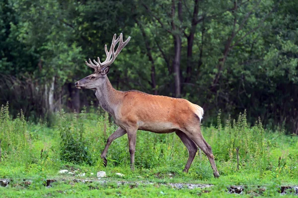 Ormanda ahlaki Kızıl geyik — Stok fotoğraf