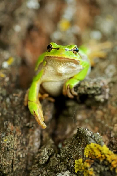 Frog — Stock Photo, Image