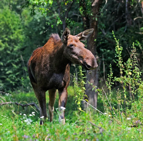 Természetes élőhelyükön Elk — Stock Fotó