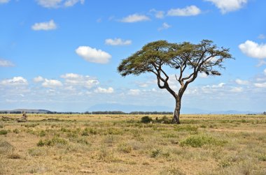 Amboseli National Park clipart