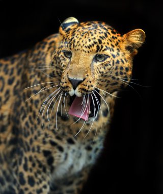 Doğal habitatları leopard portresi