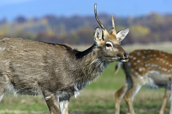 Spotted deer — Stock Photo, Image