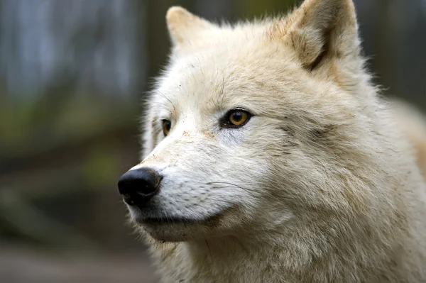 北極のオオカミの肖像画 — ストック写真