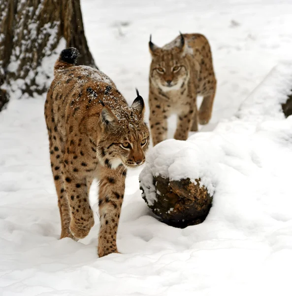 Winter Lynx — Stockfoto