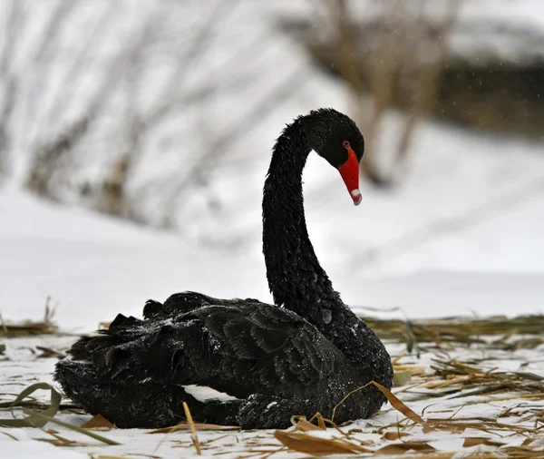 Black Swan in winter nature — Stock Photo, Image